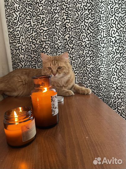 Отдам кота в добрые руки