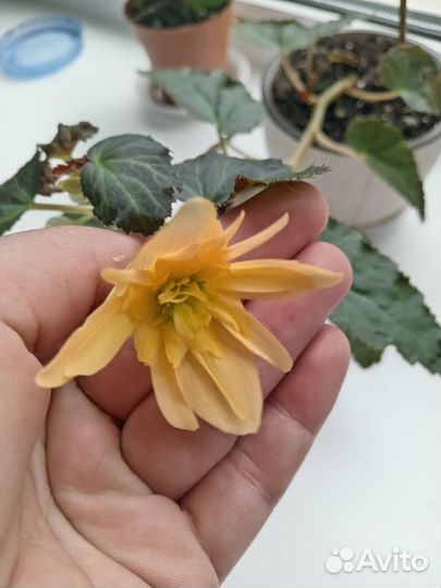 Бегония беллекония mango