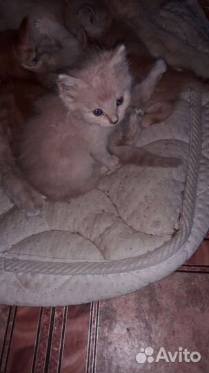 Котята. Бесплатно