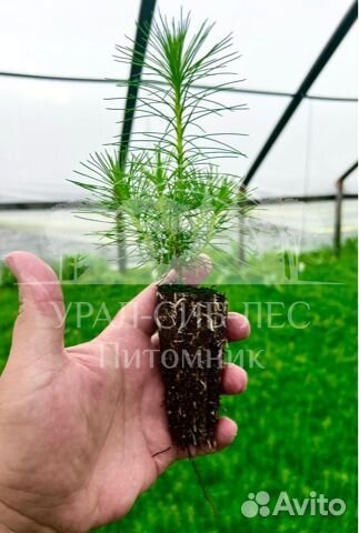 Зкс Сосна сеянцы Ели Лиственницы окс Голуб Горная