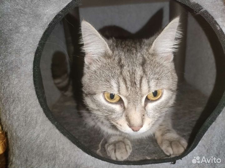 Отдам кота в добрые руки