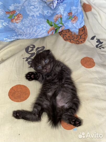 Котята в добрые руки 1 месяц