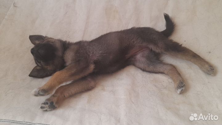 Щенок милая, ласковая,маленькая