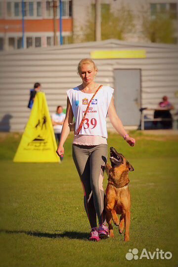 Профессиональная дрессировка собак