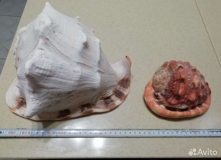 Морские раковины