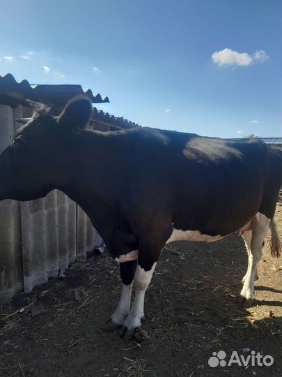 Корова высокоудойная