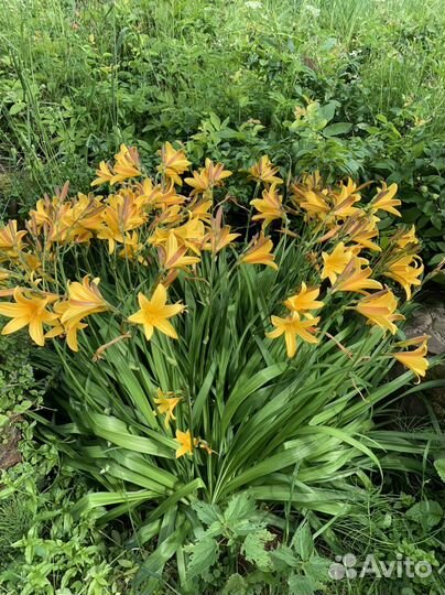 Растения, саженцы, отростки для сада - огорода