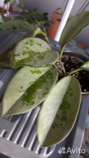 Красивые хойи