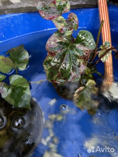 Растения для пруда и аквариума