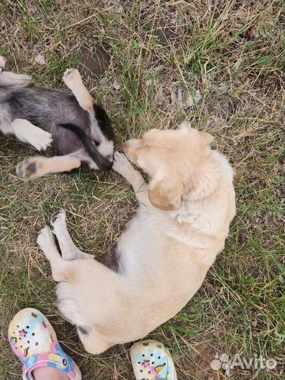 Щенки в добрые руки