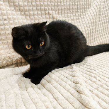 Мэнкс котёнок