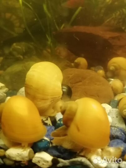 Улитки ампулярии