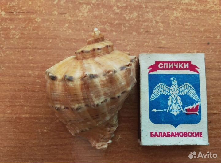 Ракушки Рапаны Лакированные