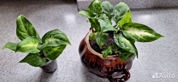 Диффенбахия