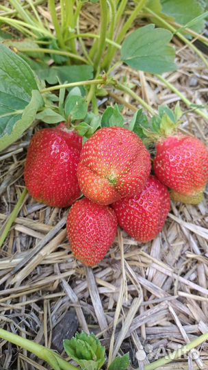 Рассада клубники Азия,Альба,Флоретта,Сенсация