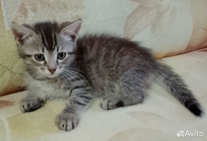Котик Клепа