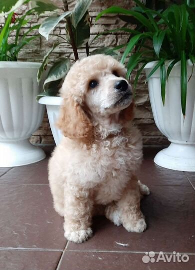 Малый пудель