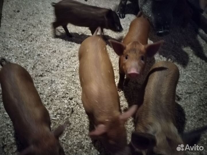 Поросята кармал
