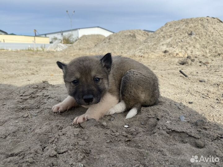 Щенки в добрые руки