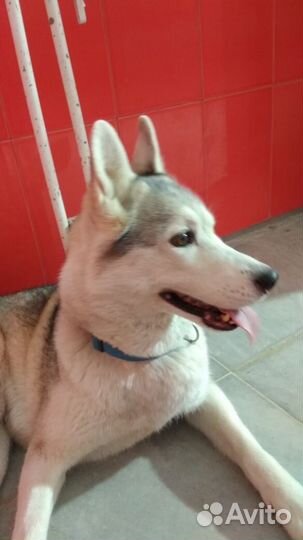 Передержка домашних питомцев