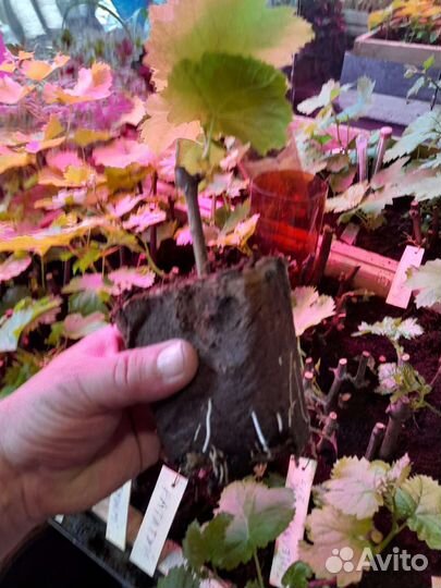 Виноград Саженцы