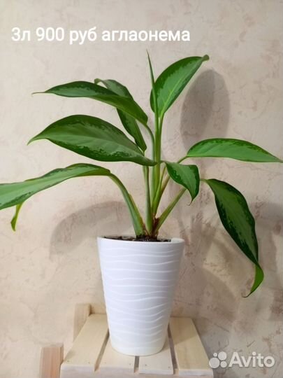 Набор комнатных растений