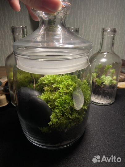 Закрытый флорариум(замкнутая экосистема)