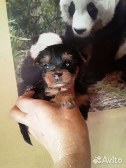 Мини йоркширского терьера щенки