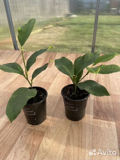 Лимон Сиракузано нуцелярный