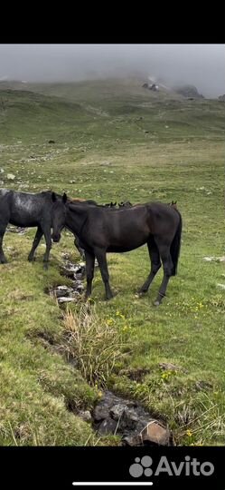 Продам лошадь