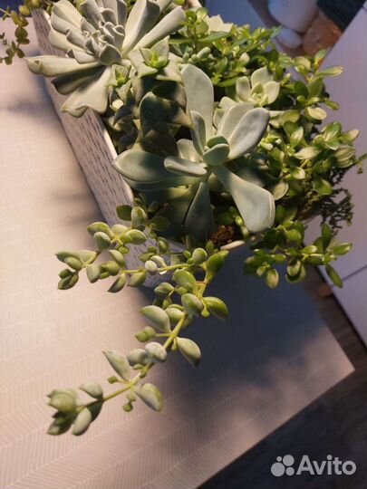 Композиция из суккулентов