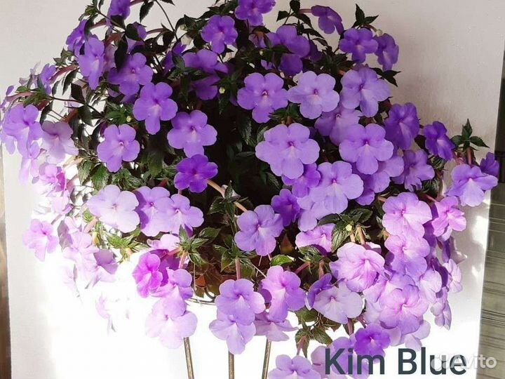 Ахименесы ризомы на заказ