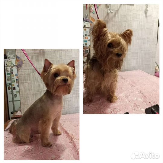 Грумер на дом