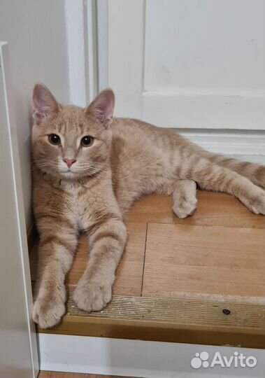 Рыжий котик в добрые руки