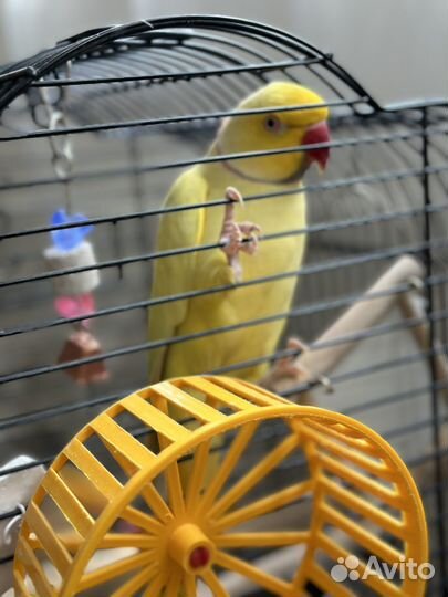 Ожереловый попугай