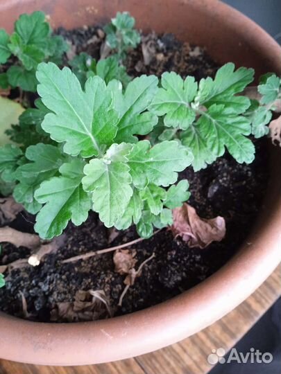 Хризантемы