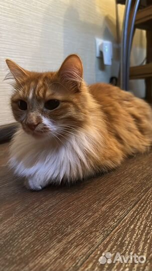 Котик в добрые руки