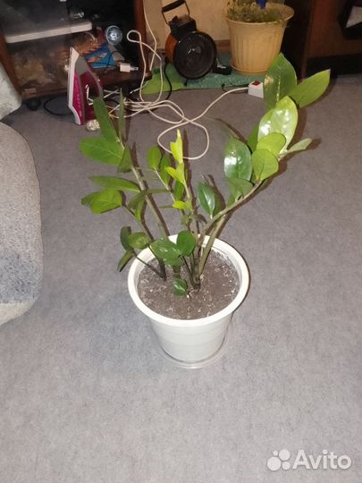 Замиокулькас