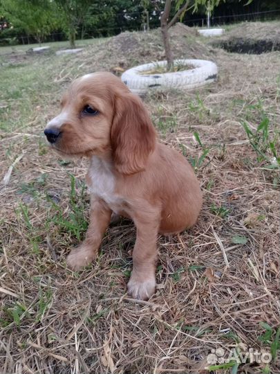 Кокер спаниель