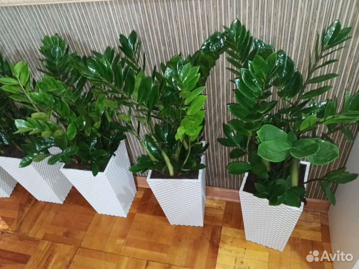 Замиокулькас в напольном кашпо