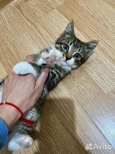 Отдам котенка в добрые руки