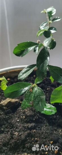 Комнатное дерево бонсай кармона