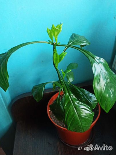 Кроссандра жёлтая