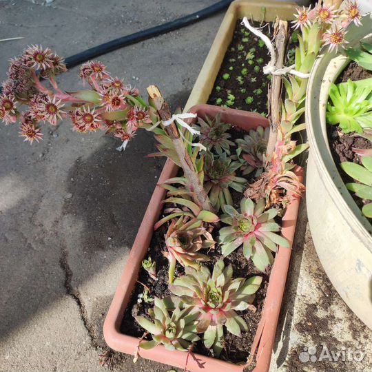 Почвопокровники