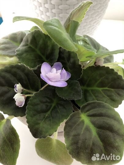 Фиалка нежно-голубая в горшке