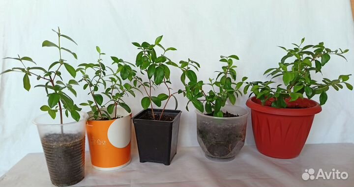 Мирт крупнолистный