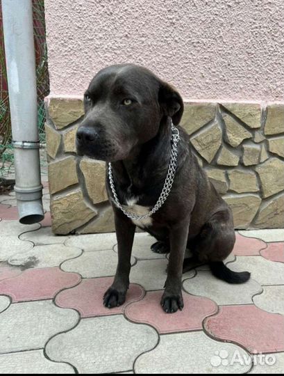 Собака в добрые руки отдам бесплатно