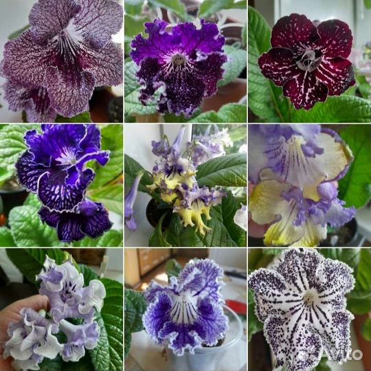 Стрептокарпус (фрагменты)