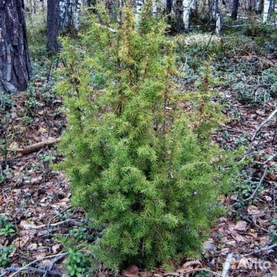 Можжевельник, саженцы от 50см