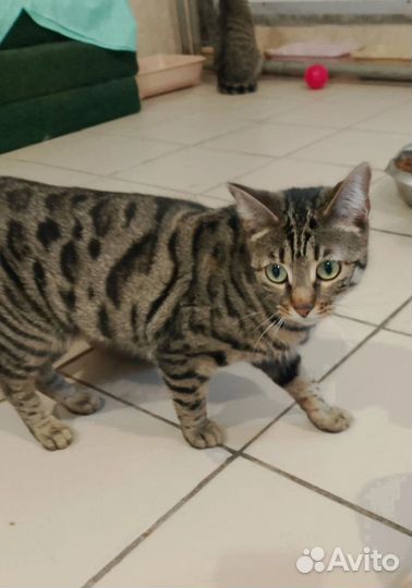 Кошка в добрые руки